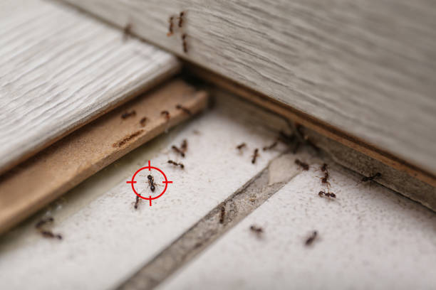 Best Affordable Pest Control Services  in Pioneer, OH