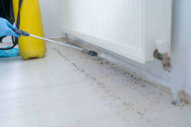 Best Local Pest Control Services  in Pioneer, OH